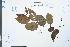  ( - Ge03980)  @11 [ ] CreativeCommons  Attribution Non-Commercial Share-Alike  Unspecified Herbarium of South China Botanical Garden