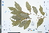 ( - Ge03982)  @11 [ ] CreativeCommons  Attribution Non-Commercial Share-Alike  Unspecified Herbarium of South China Botanical Garden