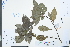  ( - Ge03985)  @11 [ ] CreativeCommons  Attribution Non-Commercial Share-Alike  Unspecified Herbarium of South China Botanical Garden