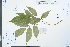  (Derris fordii - Ge03988)  @11 [ ] CreativeCommons  Attribution Non-Commercial Share-Alike  Unspecified Herbarium of South China Botanical Garden