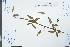  ( - Ge04017)  @11 [ ] CreativeCommons  Attribution Non-Commercial Share-Alike  Unspecified Herbarium of South China Botanical Garden