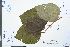  ( - Ge04018)  @11 [ ] CreativeCommons  Attribution Non-Commercial Share-Alike  Unspecified Herbarium of South China Botanical Garden