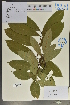  ( - Ge04027)  @11 [ ] CreativeCommons  Attribution Non-Commercial Share-Alike  Unspecified Herbarium of South China Botanical Garden