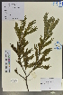 ( - Ge04040)  @11 [ ] CreativeCommons  Attribution Non-Commercial Share-Alike  Unspecified Herbarium of South China Botanical Garden