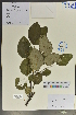  (Lindera neesiana - Ge04045)  @11 [ ] CreativeCommons  Attribution Non-Commercial Share-Alike  Unspecified Herbarium of South China Botanical Garden