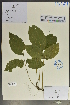 (Callerya - Ge04053)  @11 [ ] CreativeCommons  Attribution Non-Commercial Share-Alike  Unspecified Herbarium of South China Botanical Garden