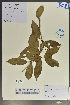  (Osmanthus yunnanensis - Ge04054)  @11 [ ] CreativeCommons  Attribution Non-Commercial Share-Alike  Unspecified Herbarium of South China Botanical Garden