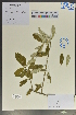 ( - Ge04081)  @11 [ ] CreativeCommons  Attribution Non-Commercial Share-Alike  Unspecified Herbarium of South China Botanical Garden