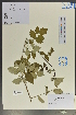  ( - Ge04087)  @11 [ ] CreativeCommons  Attribution Non-Commercial Share-Alike  Unspecified Herbarium of South China Botanical Garden