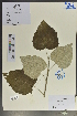  (Populus tomentosa - Ge04092)  @11 [ ] CreativeCommons  Attribution Non-Commercial Share-Alike  Unspecified Herbarium of South China Botanical Garden
