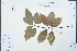  ( - Ge04241)  @11 [ ] CreativeCommons  Attribution Non-Commercial Share-Alike  Unspecified Herbarium of South China Botanical Garden