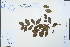  ( - Ge04243)  @11 [ ] CreativeCommons  Attribution Non-Commercial Share-Alike  Unspecified Herbarium of South China Botanical Garden