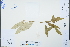  ( - Ge04244)  @11 [ ] CreativeCommons  Attribution Non-Commercial Share-Alike  Unspecified Herbarium of South China Botanical Garden