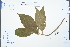  ( - Ge04256)  @11 [ ] CreativeCommons  Attribution Non-Commercial Share-Alike  Unspecified Herbarium of South China Botanical Garden
