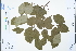  ( - Ge04258)  @11 [ ] CreativeCommons  Attribution Non-Commercial Share-Alike  Unspecified Herbarium of South China Botanical Garden