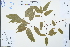  ( - Ge04268)  @11 [ ] CreativeCommons  Attribution Non-Commercial Share-Alike  Unspecified Herbarium of South China Botanical Garden