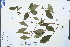  ( - Ge04278)  @11 [ ] CreativeCommons  Attribution Non-Commercial Share-Alike  Unspecified Herbarium of South China Botanical Garden