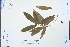  ( - Ge04279)  @11 [ ] CreativeCommons  Attribution Non-Commercial Share-Alike  Unspecified Herbarium of South China Botanical Garden