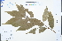  ( - Ge04280)  @11 [ ] CreativeCommons  Attribution Non-Commercial Share-Alike  Unspecified Herbarium of South China Botanical Garden