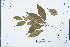  ( - Ge04283)  @11 [ ] CreativeCommons  Attribution Non-Commercial Share-Alike  Unspecified Herbarium of South China Botanical Garden