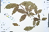  ( - Ge04287)  @11 [ ] CreativeCommons  Attribution Non-Commercial Share-Alike  Unspecified Herbarium of South China Botanical Garden