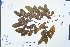  (Dalbergia candenatensis - Ge04295)  @11 [ ] CreativeCommons  Attribution Non-Commercial Share-Alike  Unspecified Herbarium of South China Botanical Garden