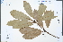  ( - Ge04306)  @11 [ ] CreativeCommons  Attribution Non-Commercial Share-Alike  Unspecified Herbarium of South China Botanical Garden