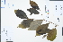  ( - Ge04307)  @11 [ ] CreativeCommons  Attribution Non-Commercial Share-Alike  Unspecified Herbarium of South China Botanical Garden