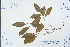  ( - Ge04604)  @11 [ ] CreativeCommons  Attribution Non-Commercial Share-Alike  Unspecified Herbarium of South China Botanical Garden