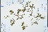  (Ligustrum - Ge04312)  @11 [ ] CreativeCommons  Attribution Non-Commercial Share-Alike  Unspecified Herbarium of South China Botanical Garden