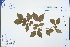  ( - Ge04314)  @11 [ ] CreativeCommons  Attribution Non-Commercial Share-Alike  Unspecified Herbarium of South China Botanical Garden