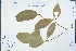  ( - Ge04319)  @11 [ ] CreativeCommons  Attribution Non-Commercial Share-Alike  Unspecified Herbarium of South China Botanical Garden