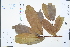  ( - Ge04612)  @11 [ ] CreativeCommons  Attribution Non-Commercial Share-Alike  Unspecified Herbarium of South China Botanical Garden