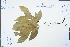  ( - Ge04337)  @11 [ ] CreativeCommons  Attribution Non-Commercial Share-Alike  Unspecified Herbarium of South China Botanical Garden