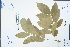  ( - Ge04348)  @11 [ ] CreativeCommons  Attribution Non-Commercial Share-Alike  Unspecified Herbarium of South China Botanical Garden