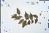  ( - Ge04357)  @11 [ ] CreativeCommons  Attribution Non-Commercial Share-Alike  Unspecified Herbarium of South China Botanical Garden