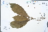  ( - Ge04361)  @11 [ ] CreativeCommons  Attribution Non-Commercial Share-Alike  Unspecified Herbarium of South China Botanical Garden