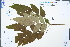  ( - Ge04363)  @11 [ ] CreativeCommons  Attribution Non-Commercial Share-Alike  Unspecified Herbarium of South China Botanical Garden