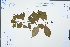  ( - Ge04620)  @11 [ ] CreativeCommons  Attribution Non-Commercial Share-Alike  Unspecified Herbarium of South China Botanical Garden
