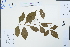  (Callicarpa - Ge04372)  @11 [ ] CreativeCommons  Attribution Non-Commercial Share-Alike  Unspecified Herbarium of South China Botanical Garden