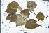  ( - Ge04387)  @11 [ ] CreativeCommons  Attribution Non-Commercial Share-Alike  Unspecified Herbarium of South China Botanical Garden