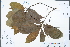  ( - Ge04391)  @11 [ ] CreativeCommons  Attribution Non-Commercial Share-Alike  Unspecified Herbarium of South China Botanical Garden