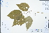  ( - Ge04396)  @11 [ ] CreativeCommons  Attribution Non-Commercial Share-Alike  Unspecified Herbarium of South China Botanical Garden