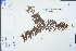  ( - Ge04397)  @11 [ ] CreativeCommons  Attribution Non-Commercial Share-Alike  Unspecified Herbarium of South China Botanical Garden