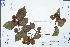 ( - Ge04405)  @11 [ ] CreativeCommons  Attribution Non-Commercial Share-Alike  Unspecified Herbarium of South China Botanical Garden
