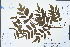  ( - Ge04411)  @11 [ ] CreativeCommons  Attribution Non-Commercial Share-Alike  Unspecified Herbarium of South China Botanical Garden