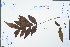  (Clerodendrum trichotomum - Ge04412)  @11 [ ] CreativeCommons  Attribution Non-Commercial Share-Alike  Unspecified Herbarium of South China Botanical Garden