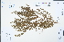  ( - Ge04423)  @11 [ ] CreativeCommons  Attribution Non-Commercial Share-Alike  Unspecified Herbarium of South China Botanical Garden
