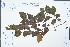 ( - Ge04425)  @11 [ ] CreativeCommons  Attribution Non-Commercial Share-Alike  Unspecified Herbarium of South China Botanical Garden