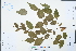  ( - Ge04428)  @11 [ ] CreativeCommons  Attribution Non-Commercial Share-Alike  Unspecified Herbarium of South China Botanical Garden